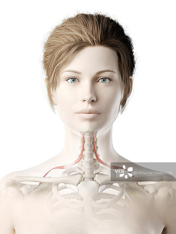 肩胛舌骨肌，图示图片素材