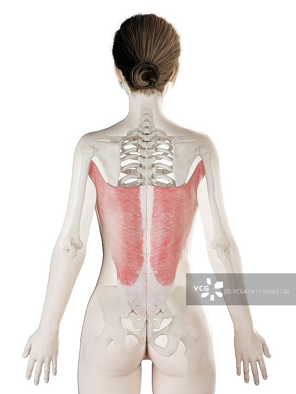 背阔肌插图图片素材