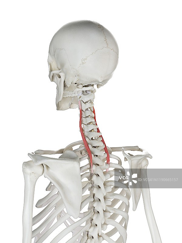 颈最长肌插图图片素材