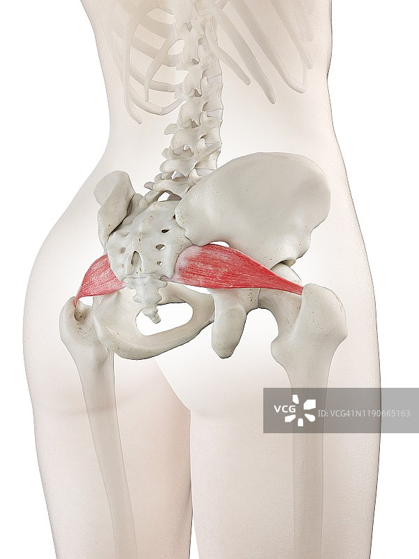 梨状肌插图图片素材