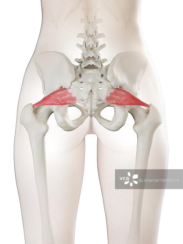 梨状肌插图图片素材