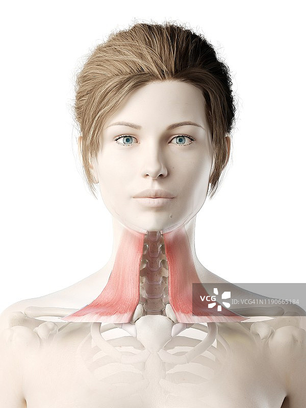 颈阔肌插画图片素材