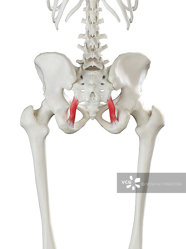 骶结节韧带图示图片素材