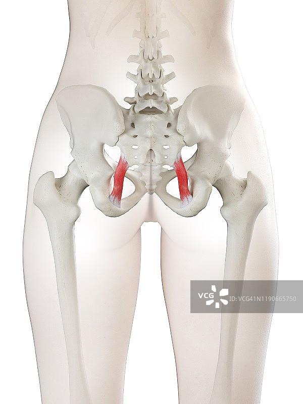 骶结节韧带图示图片素材