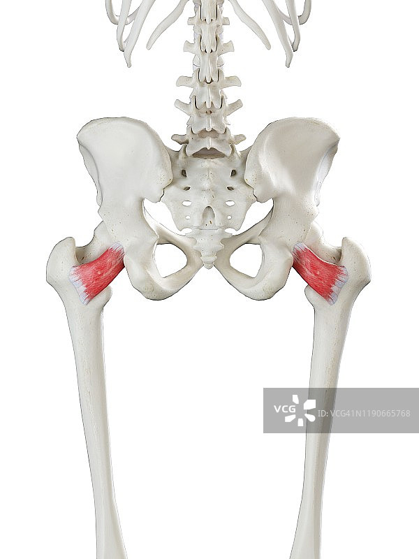 股方肌图示图片素材