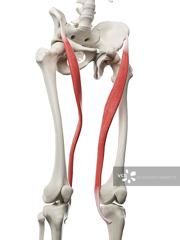 缝匠肌插图图片素材