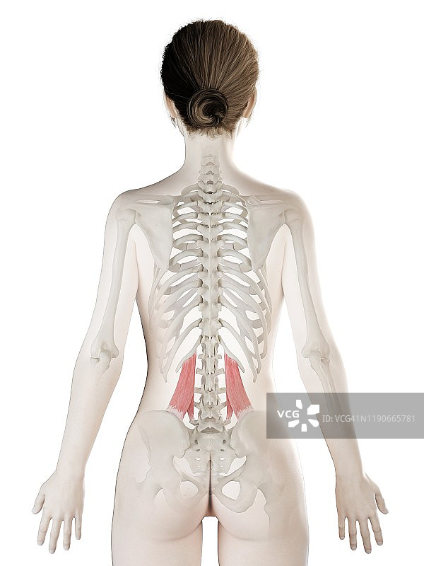 腰方肌插图图片素材