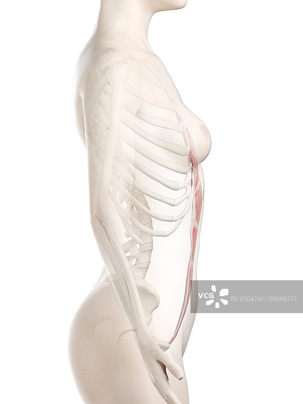 腹直肌插画图片素材