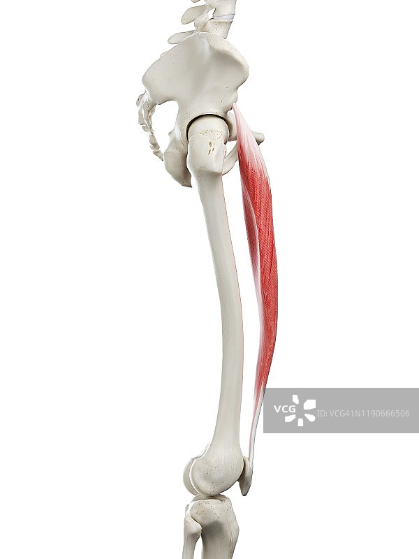 股直肌肌肉图图片素材