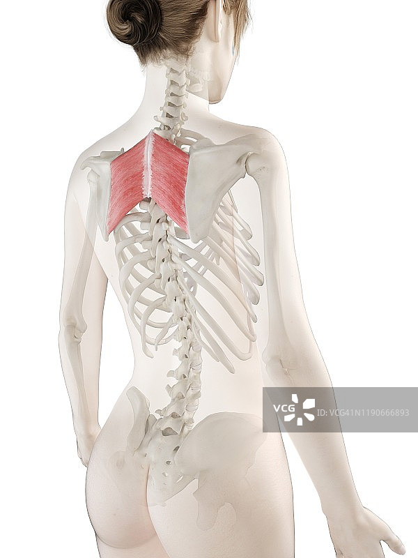 大菱形肌插图图片素材