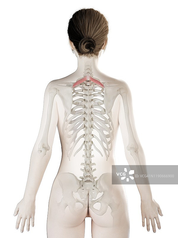 小菱形肌插画图片素材