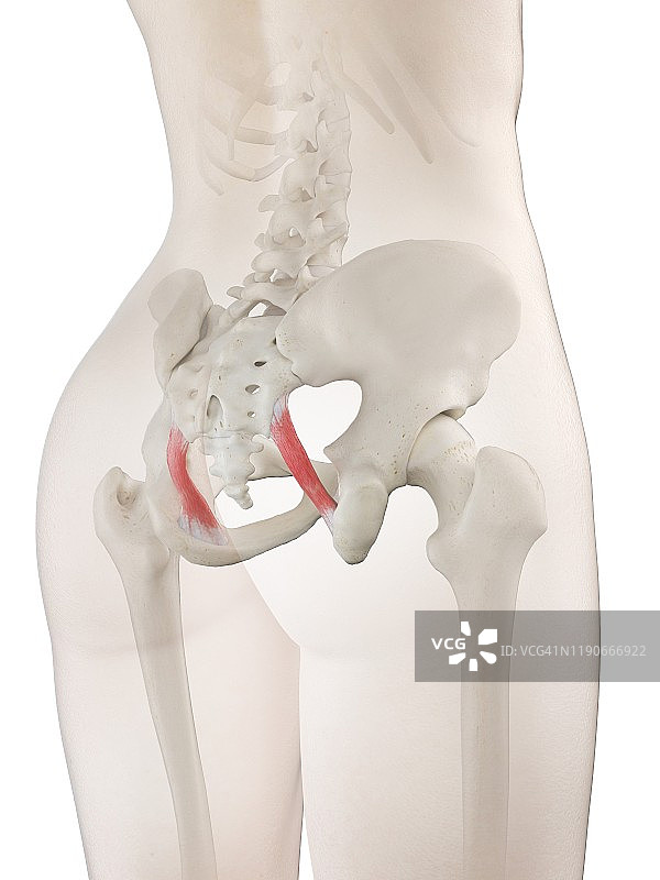 骶结节韧带图示图片素材