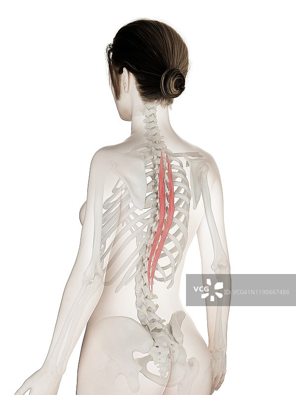 胸棘肌图解图片素材