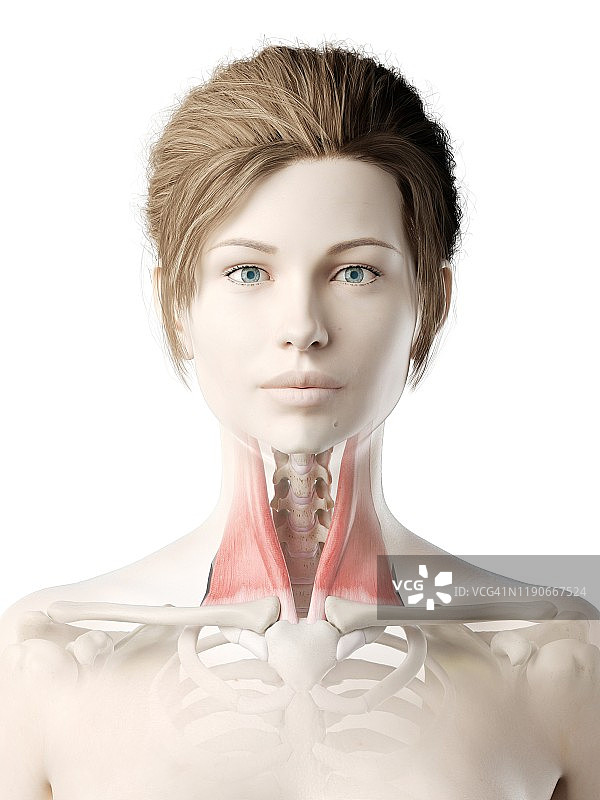 胸锁乳突肌图示图片素材