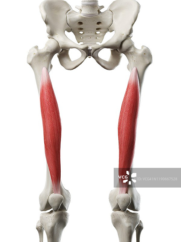 股中间肌，图示图片素材