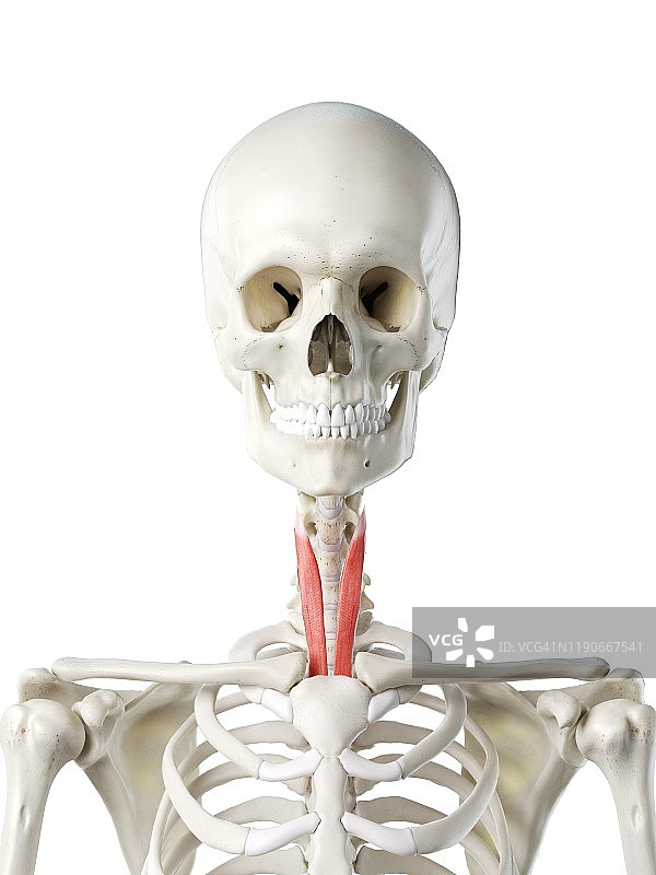 胸骨甲状肌插图图片素材