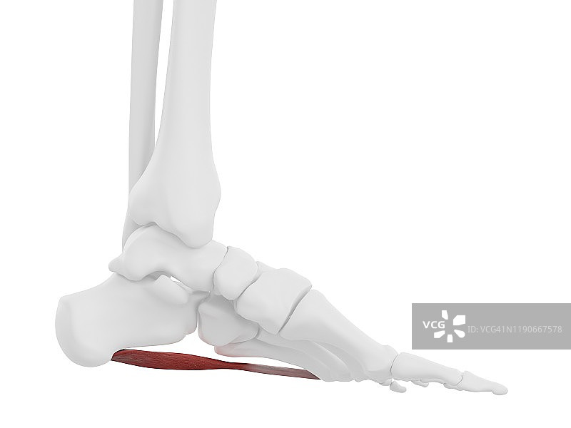 小指外展肌图示图片素材