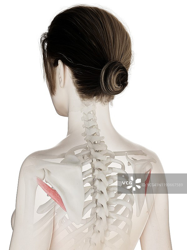 小圆肌图示图片素材