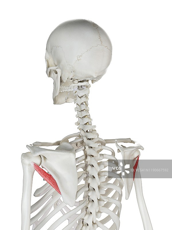 小圆肌图示图片素材