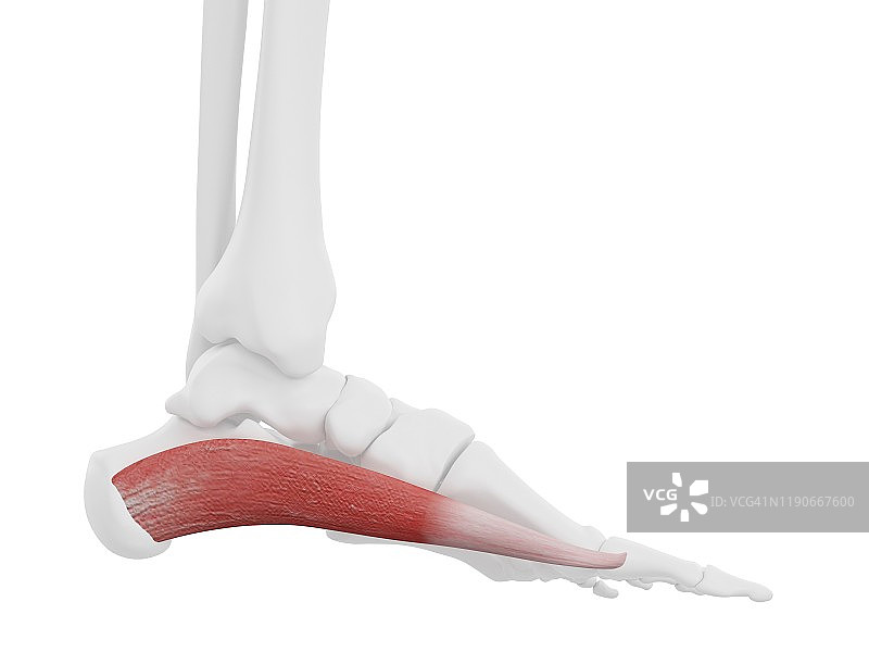 拇展肌插画图片素材