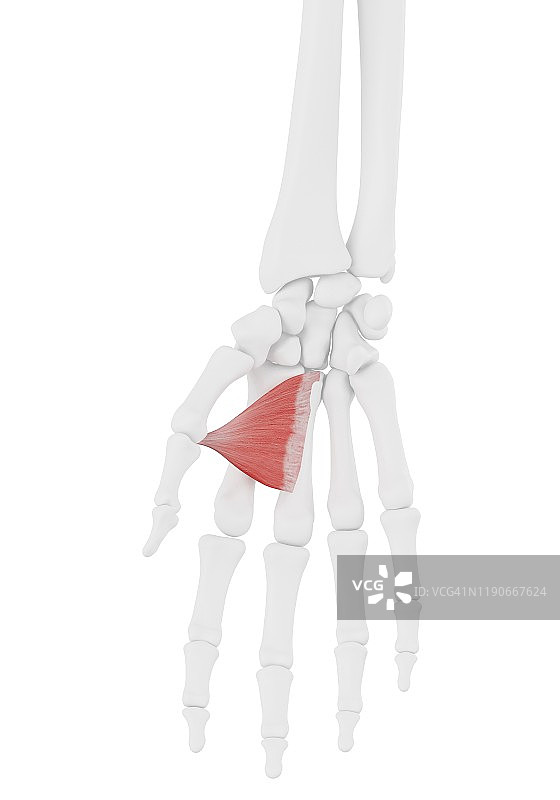 拇内收肌插画图片素材