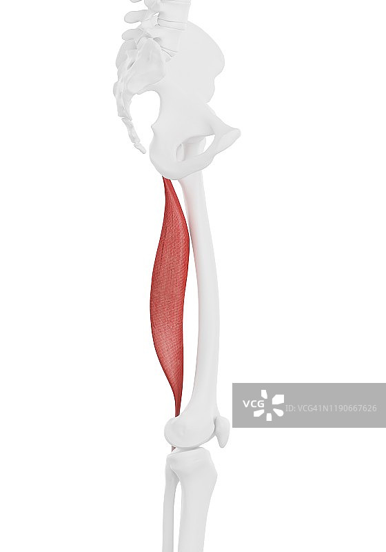 股二头肌长头肌肉图图片素材