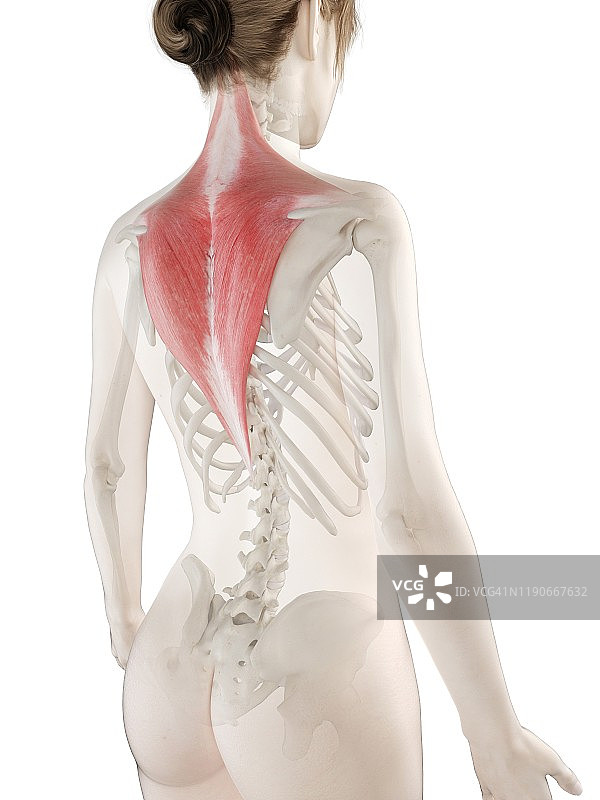 斜方肌图示图片素材