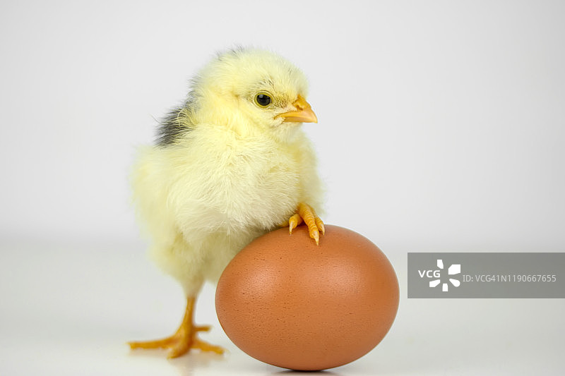 小鸡和蛋里的兄弟图片素材