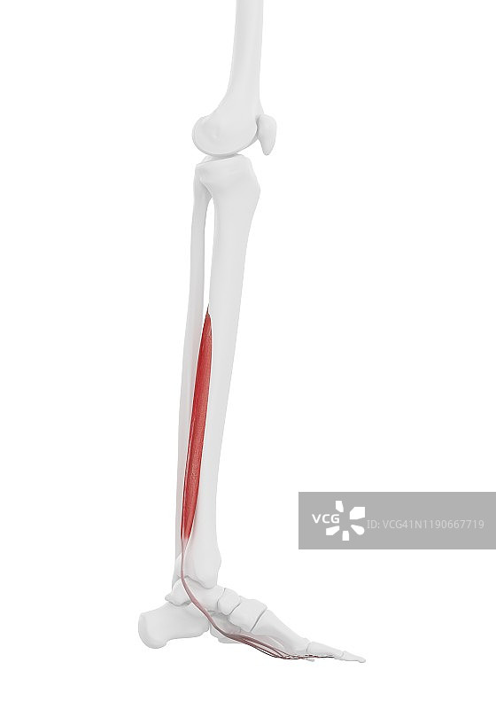 趾长伸肌图示图片素材