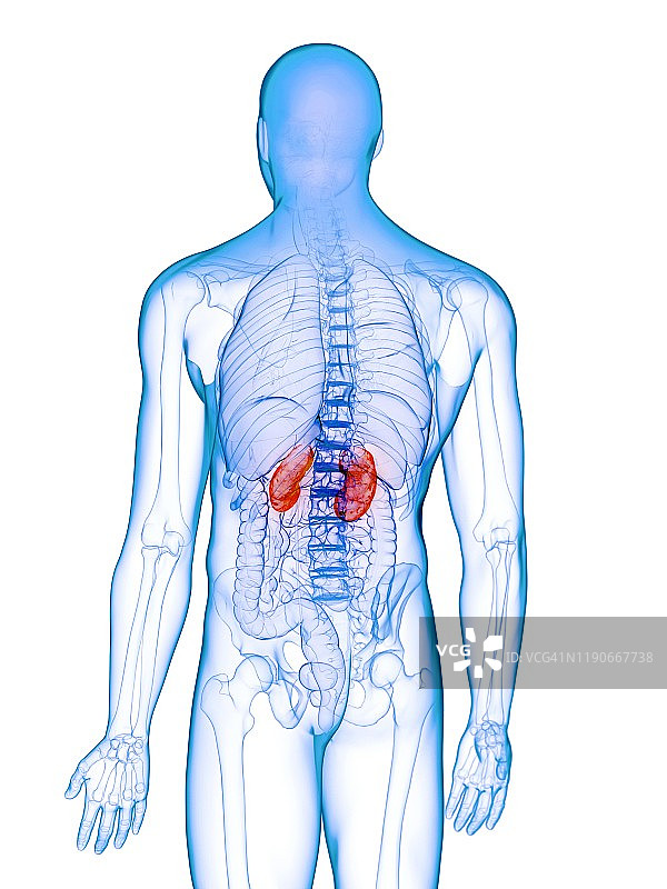 病变的肾脏概念图图片素材