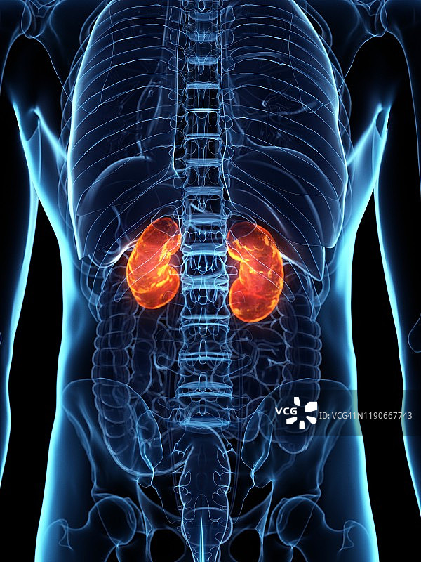 病变的肾脏概念图图片素材