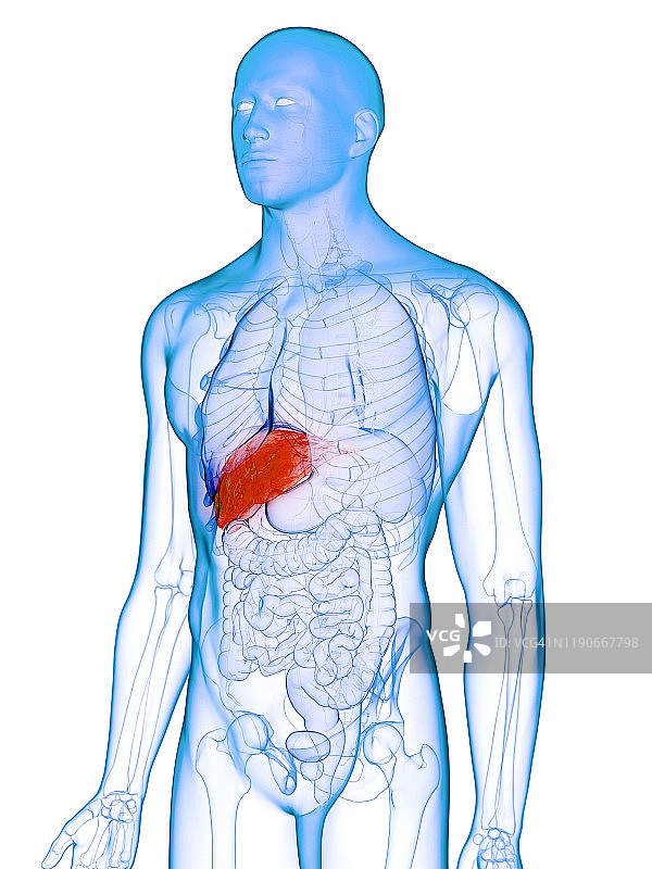 患病肝脏概念图图片素材