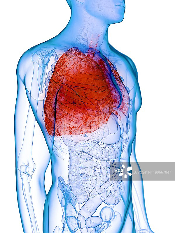 患病肺部概念图图片素材