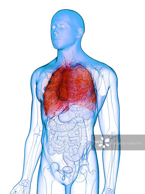 患病肺部概念图图片素材