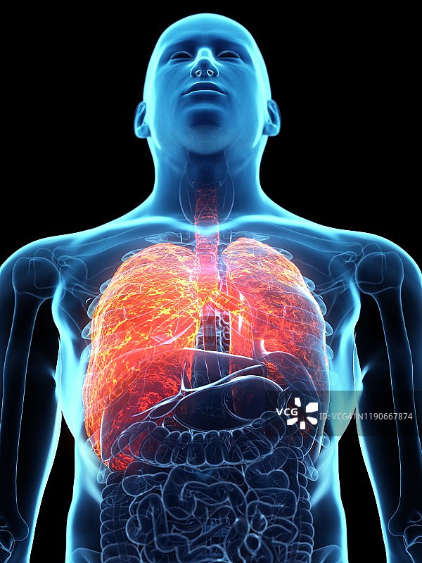 患病肺部概念图图片素材