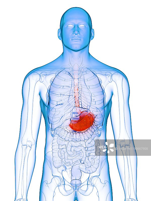 患病胃部概念图图片素材