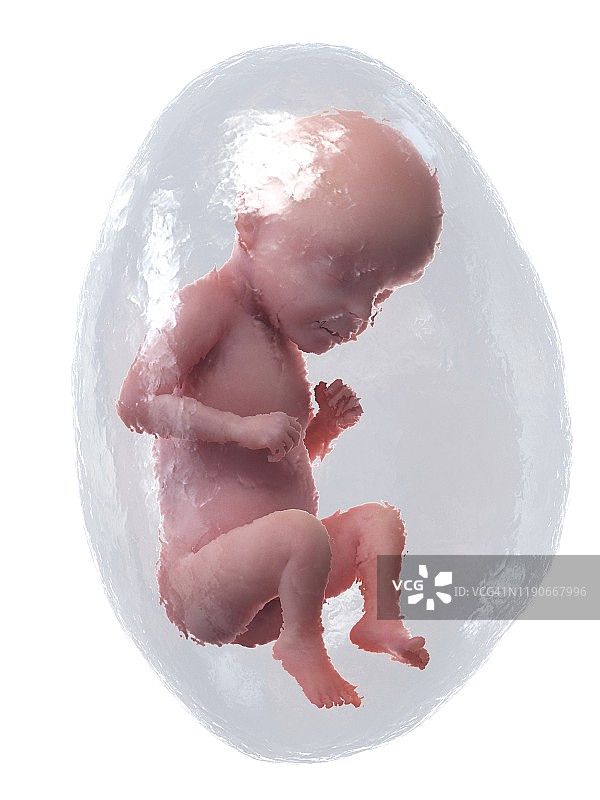 28周胎儿插图图片素材