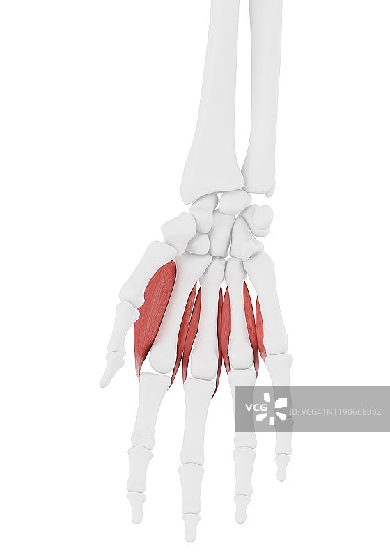 骨间背侧肌插画图片素材