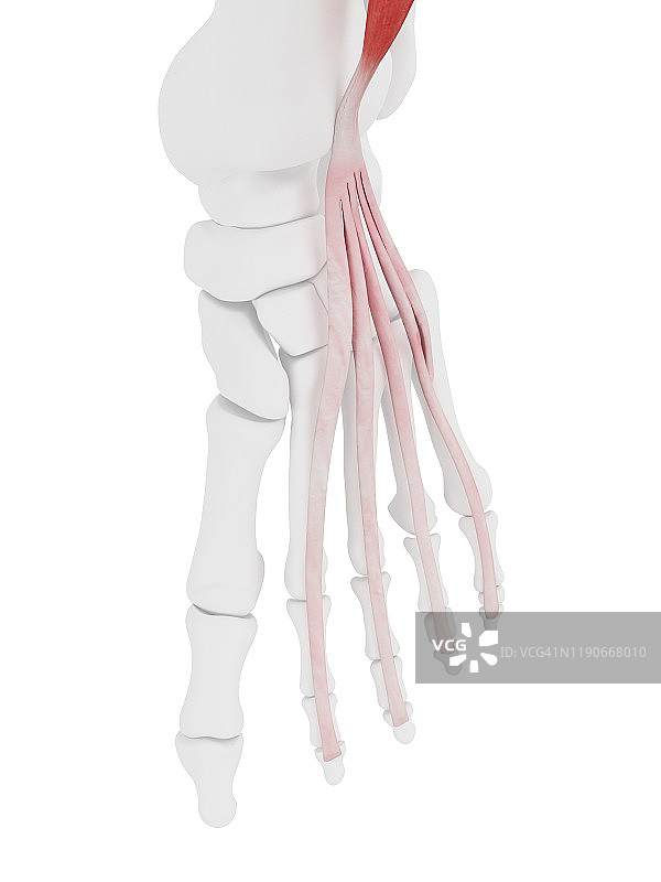 趾长伸肌图示图片素材