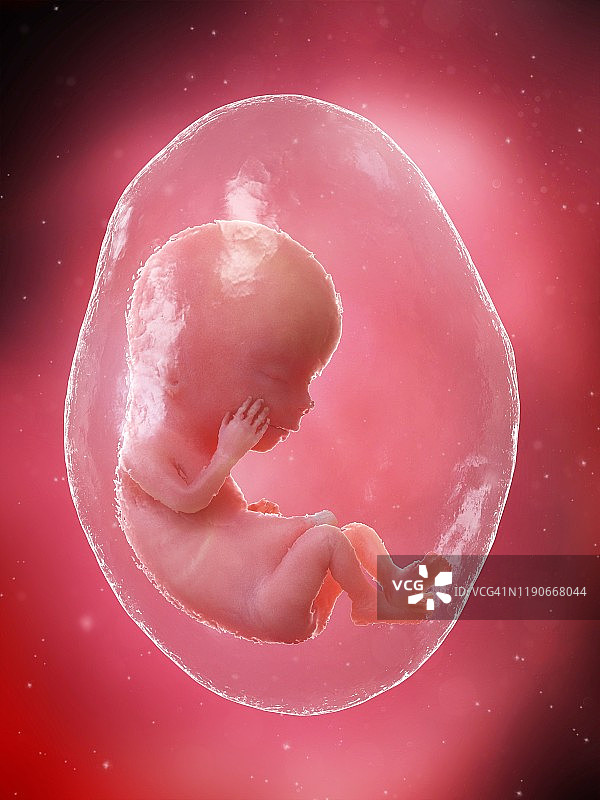 12周胎儿图图片素材