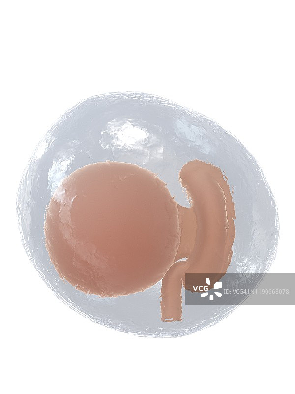 4周的胎儿，插图图片素材