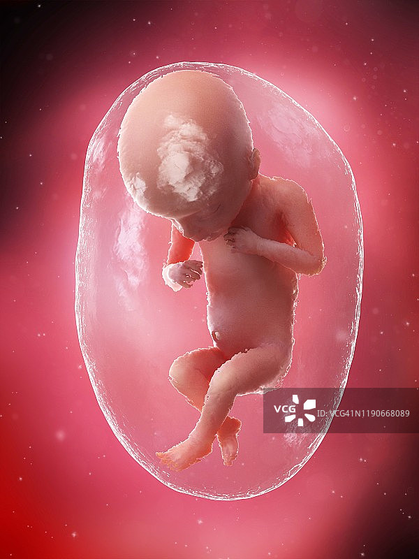 18周胎儿，图示图片素材