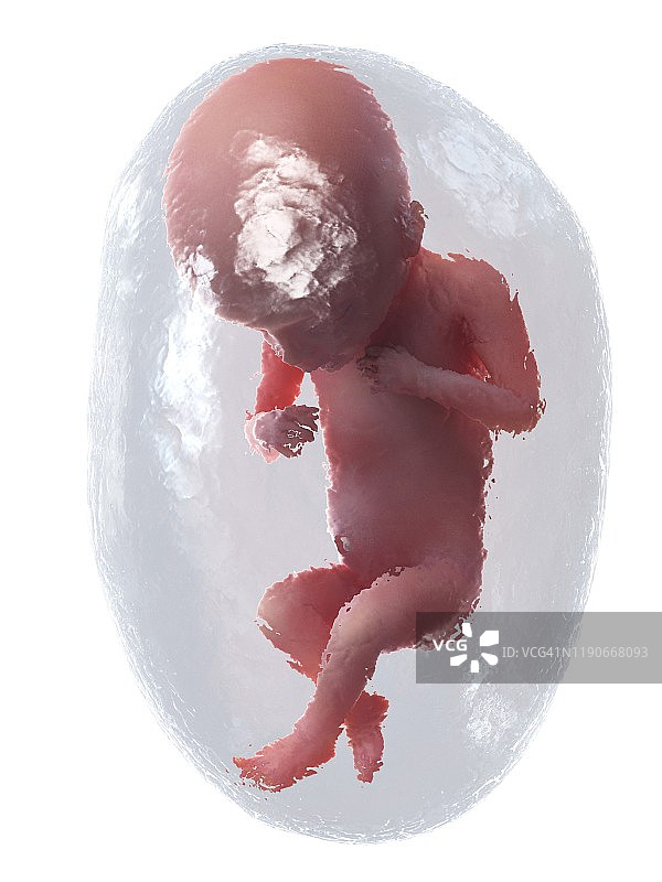 18周胎儿，图示图片素材