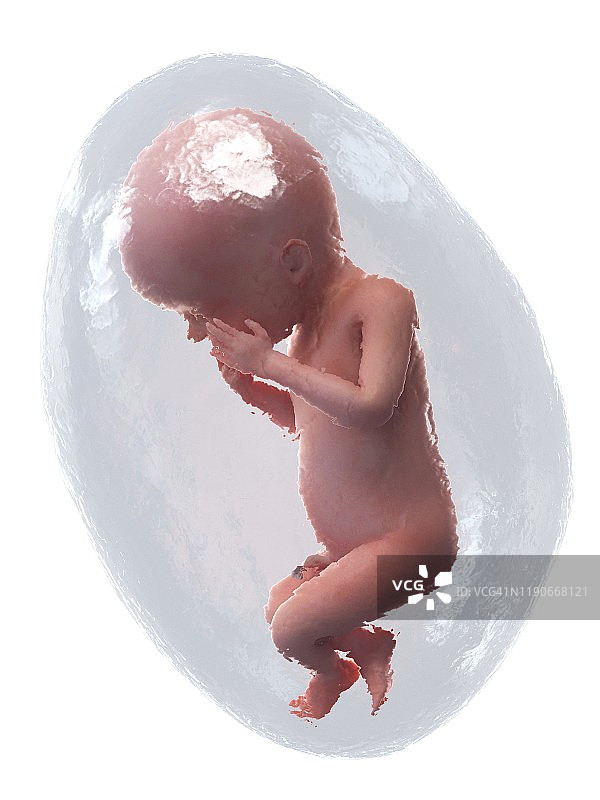 第23周的胎儿插图图片素材