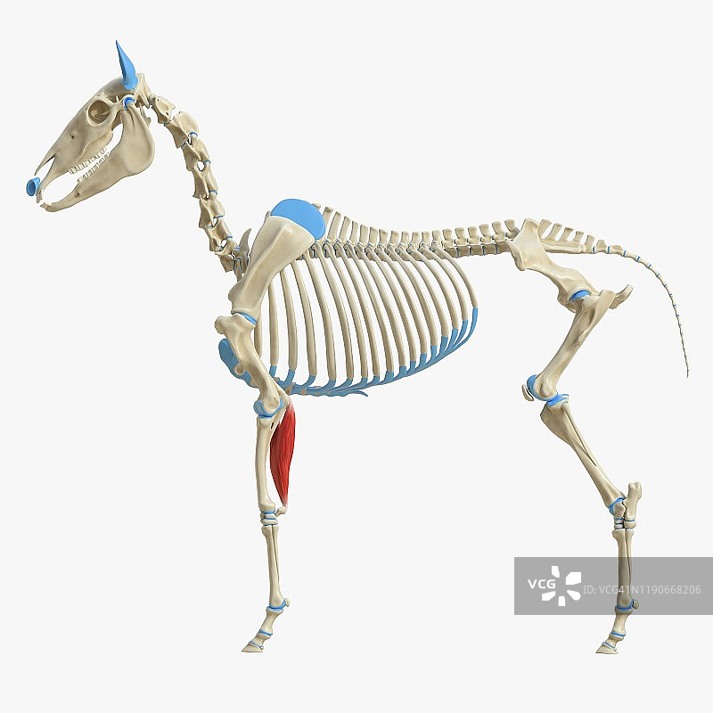 马尺侧腕屈肌插图图片素材