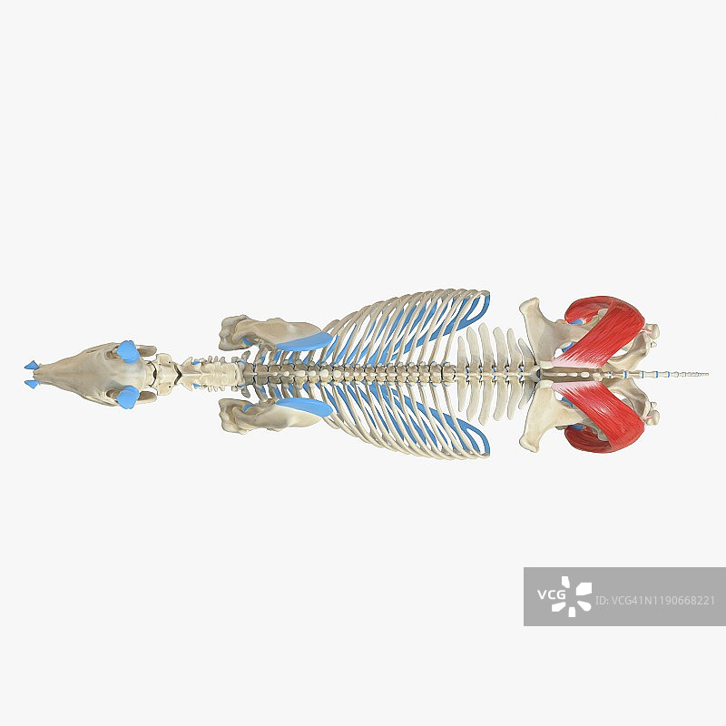 马股二头肌，插图图片素材