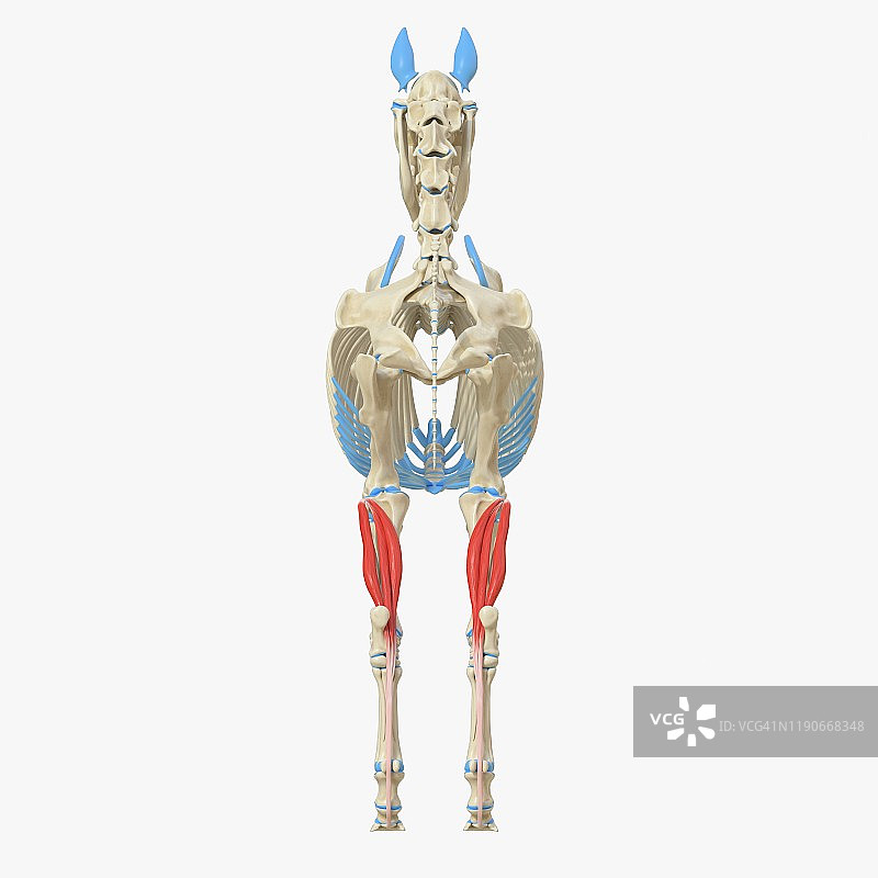 马深屈肌解剖结构图图片素材