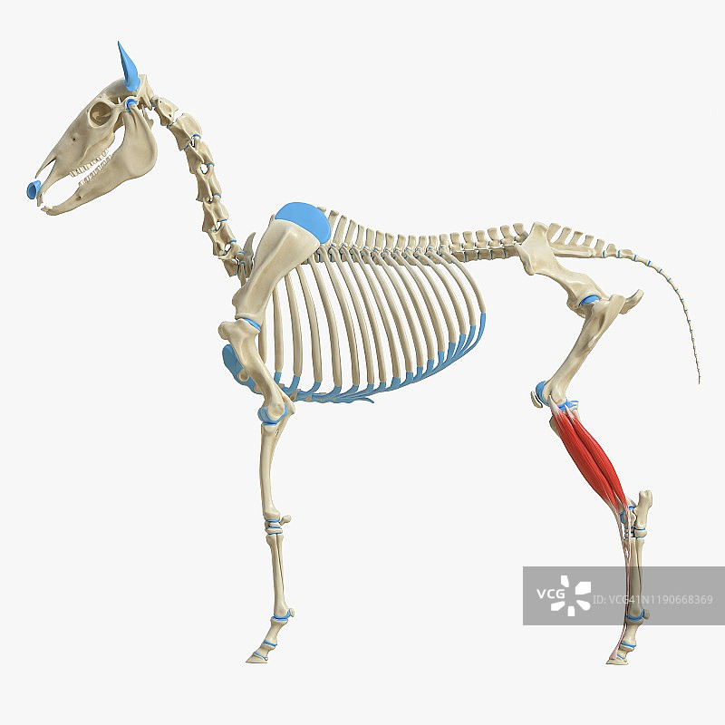 马趾长伸肌解剖图图片素材