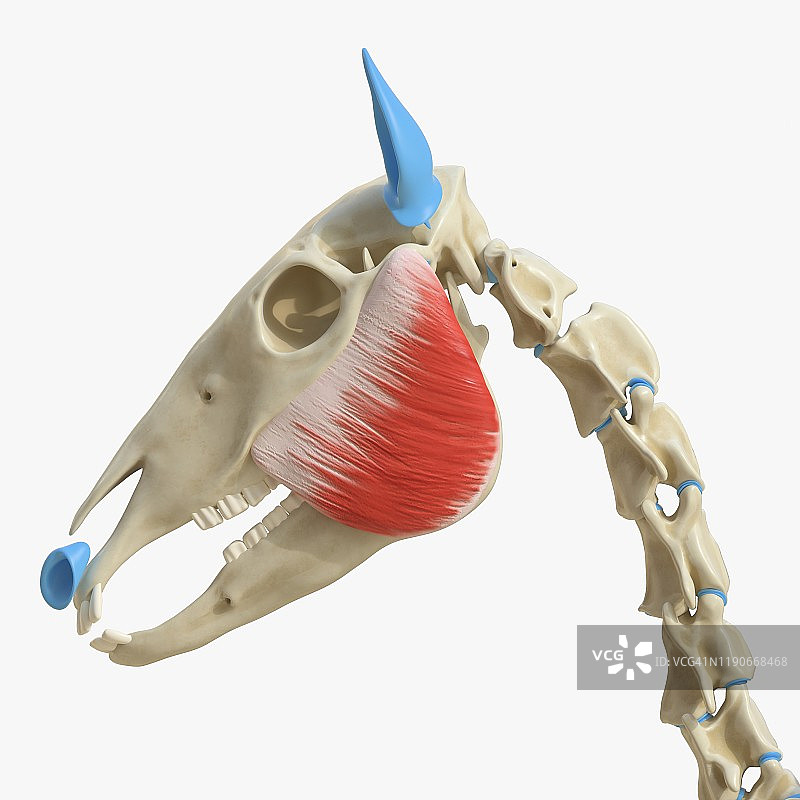 马咬肌插图图片素材