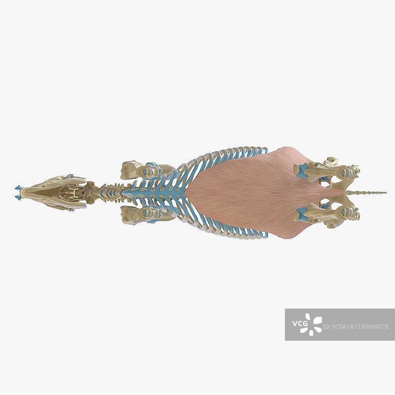 马腹外斜肌插画图片素材